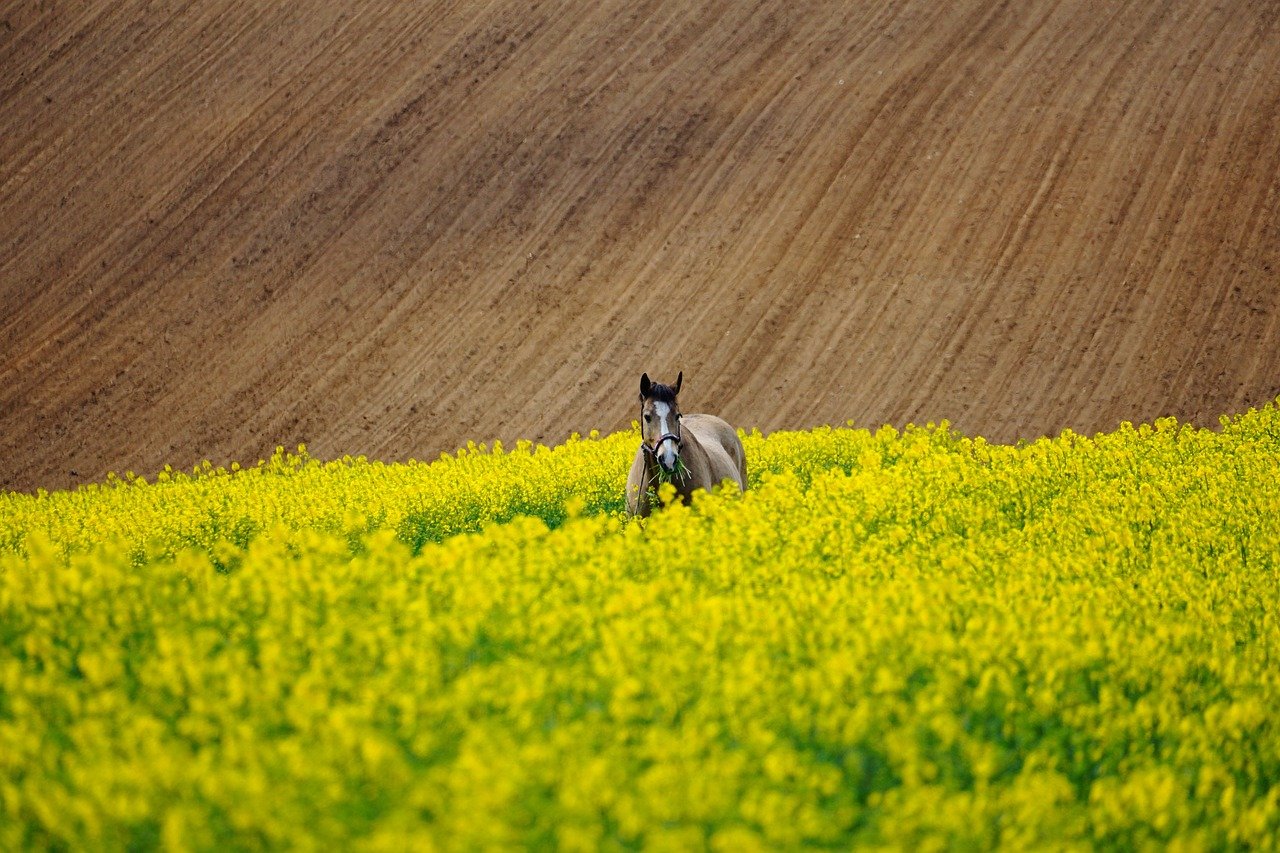 Ein Pferd steht zwischen gelben Blüten auf einem Feld