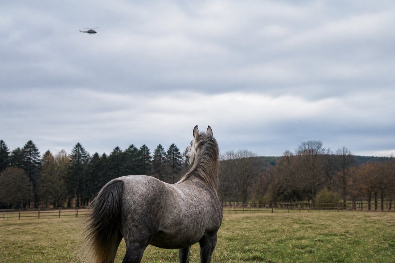 Aufmerksames Pferd auf einer Weide mit einem weit entfernten Hubschrauber am Himmel